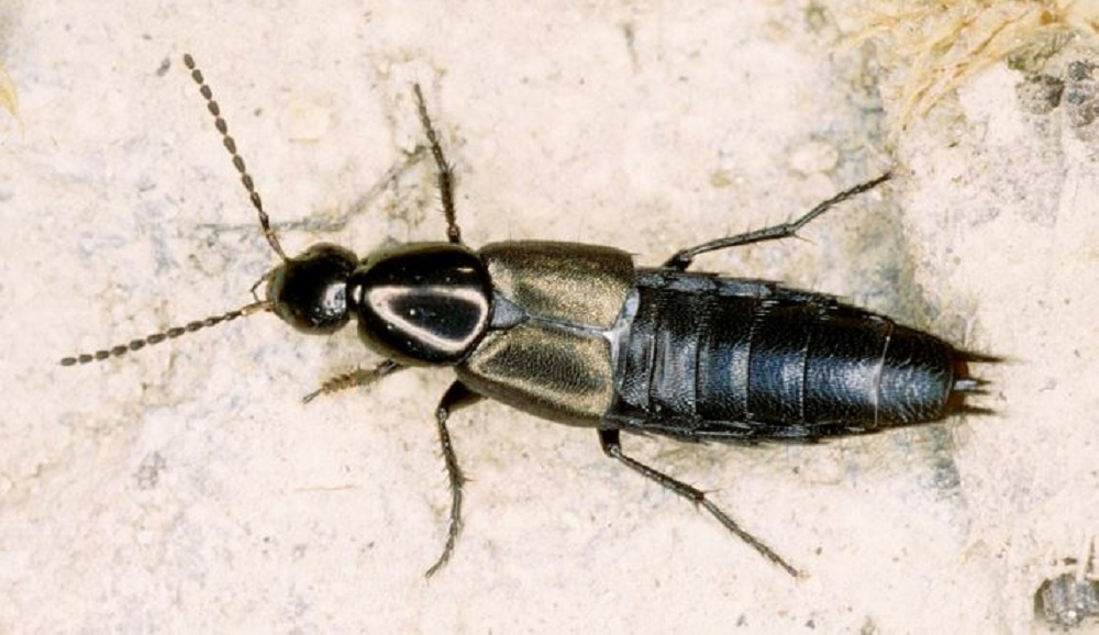 One of the larger farmland rove beetles (Philonthus cognatus)